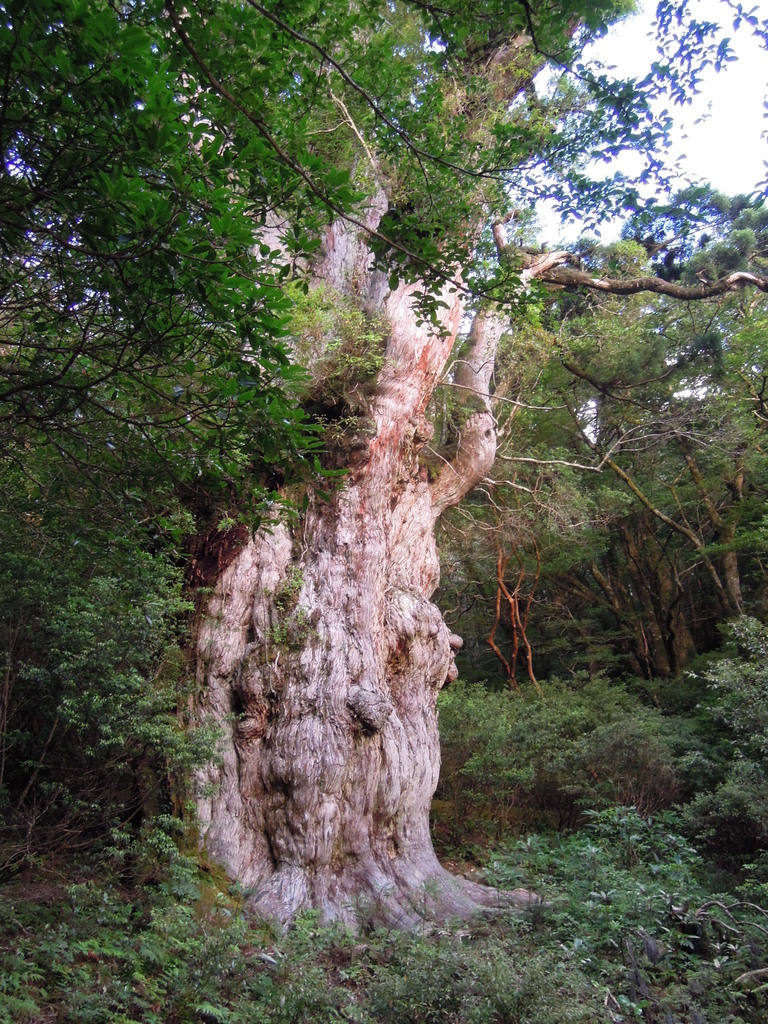 屋久島 宮之浦岳 新米パパの山ブログ